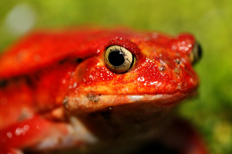 tomato frog